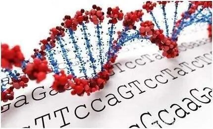 DNA亲子鉴定费用（DNA亲子鉴定需要多少钱？）