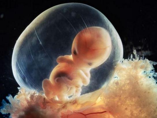 胎儿发育过程（胎儿成长过程）