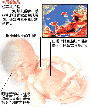 胎儿发育过程（胎儿的成长过程是怎样的？）