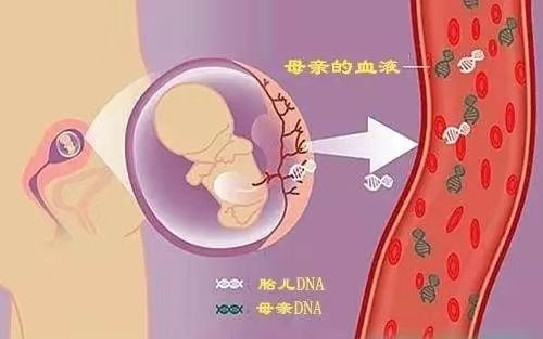 孕期静脉抽血亲子鉴定（网络上孕妇静脉血亲子鉴定是真的假的）