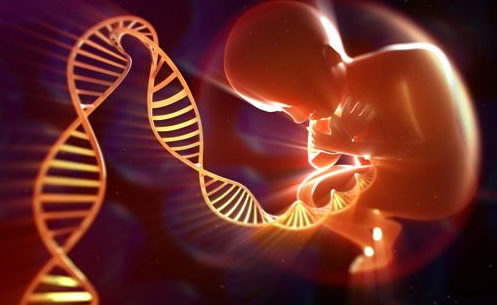 胎儿的亲子鉴定（胚胎组织做亲子鉴定需要多少钱？）